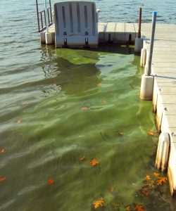 algae-bloom-west-lake-off-dock