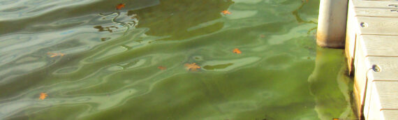 Late Algae Bloom Hits Osceola Water Works