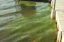 late algae bloom, algae bloom treatment, osceola water works